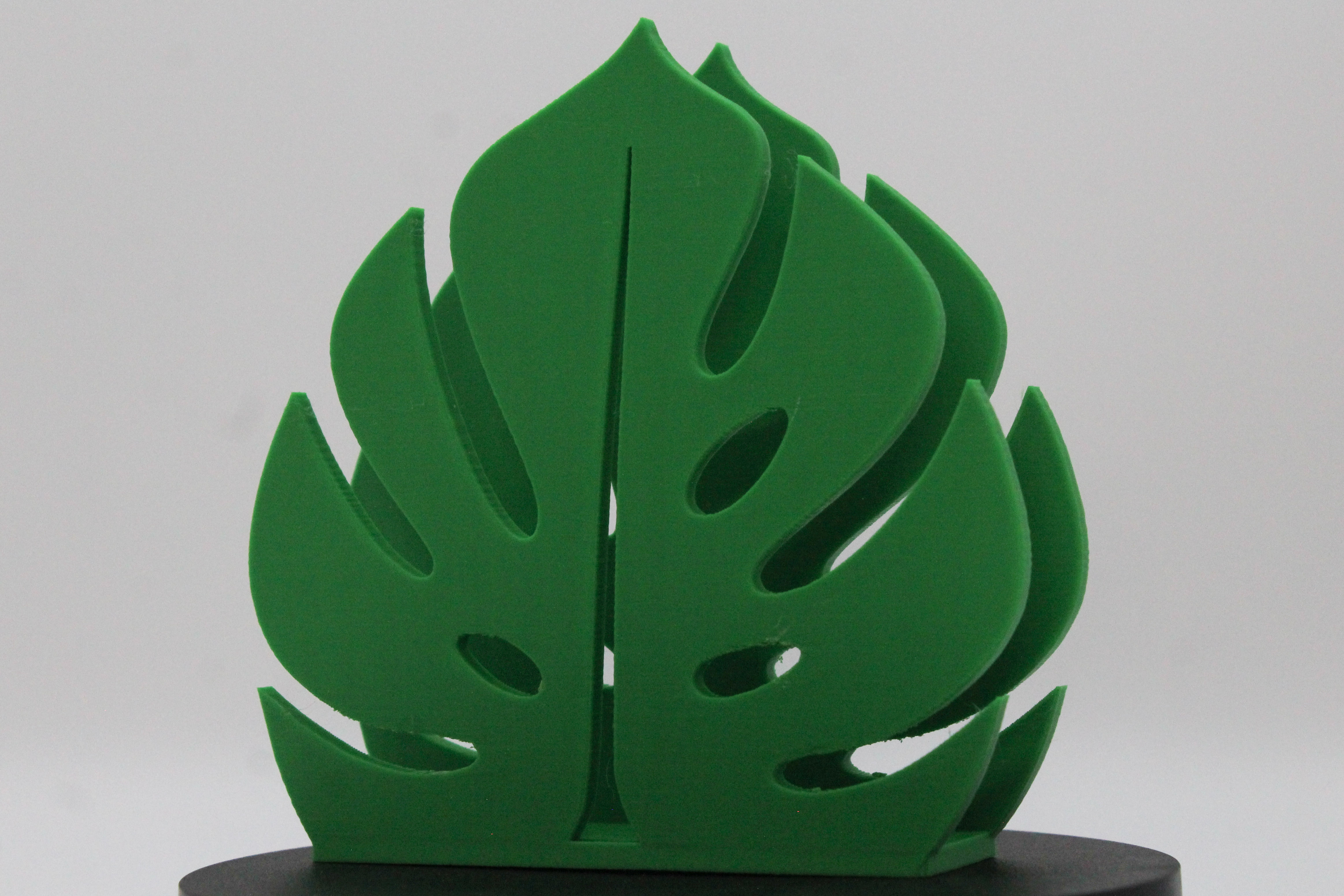 Monstera decorativa